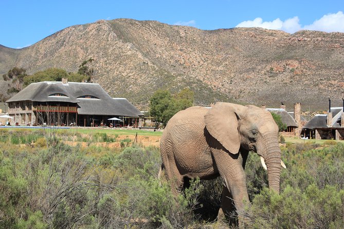 Cape Town Big 5 Day Trip Safari - Aquila Private Game Reserve